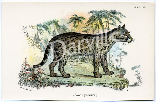 Ocelot variety