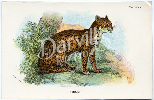 Ocelot