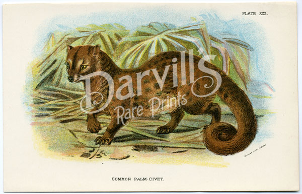 Common Palm Civet