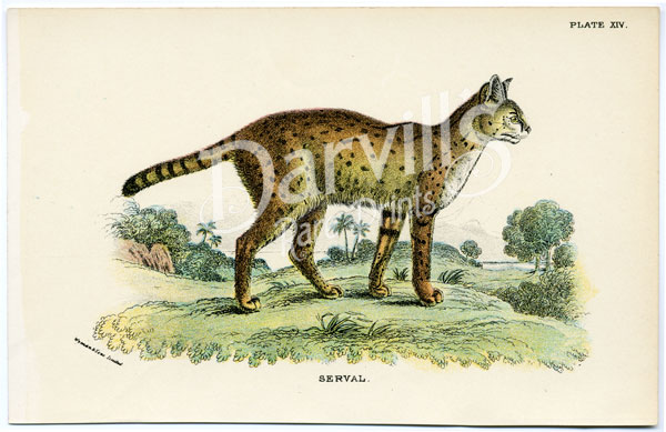Serval