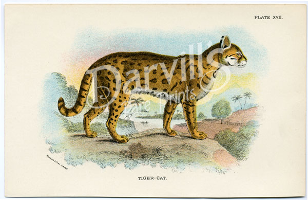 Tiger-Cat