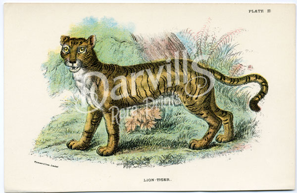 Lion-Tiger