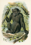 Bald Chimpanzee
