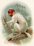 Bald Uakari