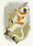 Coquerel's Sifaka