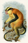 Erxleben's Guenon