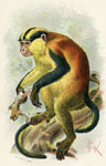 Erxleben's Monkey