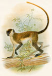 Green Guenon