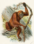 The Orang-utan (Orangutang)