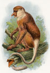 Probiscus Monkey