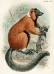 Red-ruffed Lemur