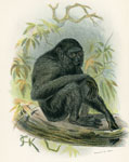 Siamang