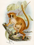 Smith's Dwarf Lemur