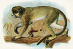 Talapoin