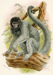 Humboldt's Woolly Monkey