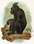 The Celebean Black Baboon