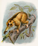 The Javan Slow-Loris