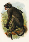 The White-crowned Mangabey