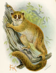 Black-eared Mouse Lemur
