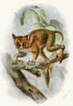 The Spectral Tarsier