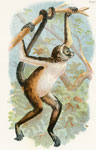The Variegated Spider Monkey