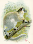 White-footed Sportive Lemur