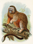 White-footed Marmoset