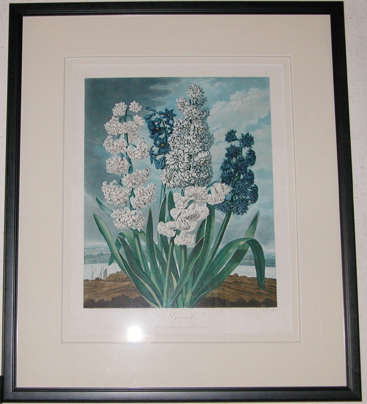 Hyacinths by Thornton