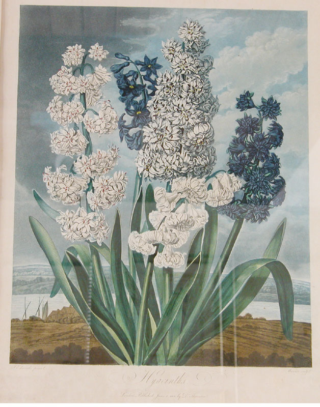 thornton hyacinths